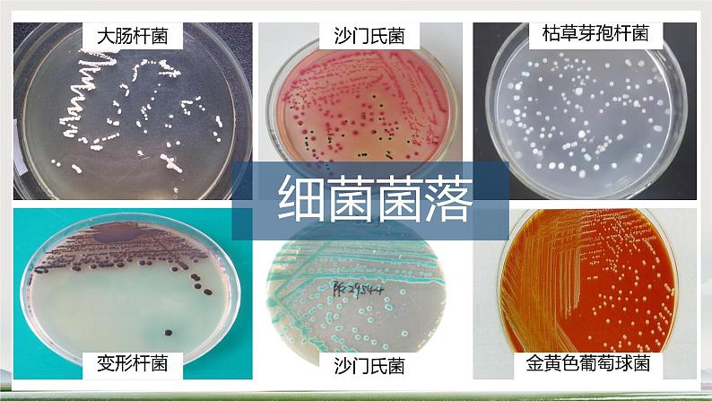 初中 生物 人教版(2024) 七年级上册 第二单元 第三章 微生物第一节 微生物的分布 课件第6页
