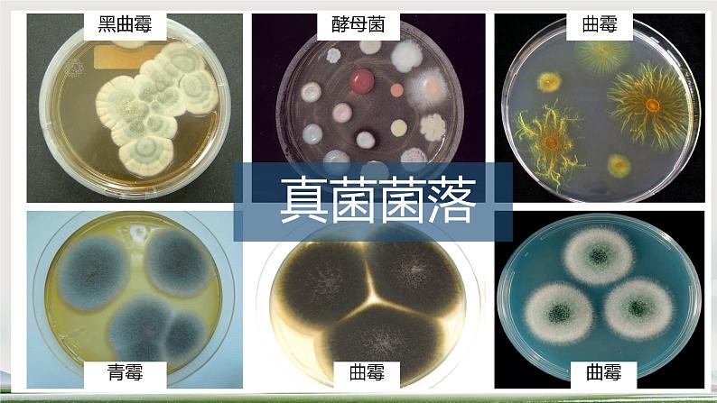 初中 生物 人教版(2024) 七年级上册 第二单元 第三章 微生物第一节 微生物的分布 课件第7页