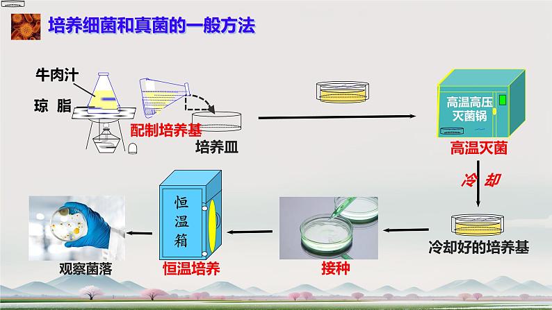 初中 生物 人教版(2024) 七年级上册 第二单元 第三章 微生物第一节 微生物的分布 课件第8页