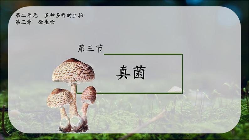 初中 生物 人教版(2024) 七年级上册 第二单元 第三章 第三节 真菌 课件第2页