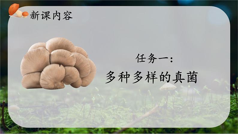 初中 生物 人教版(2024) 七年级上册 第二单元 第三章 第三节 真菌 课件第4页