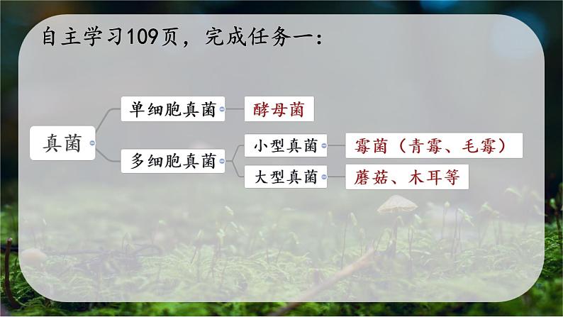 初中 生物 人教版(2024) 七年级上册 第二单元 第三章 第三节 真菌 课件第5页
