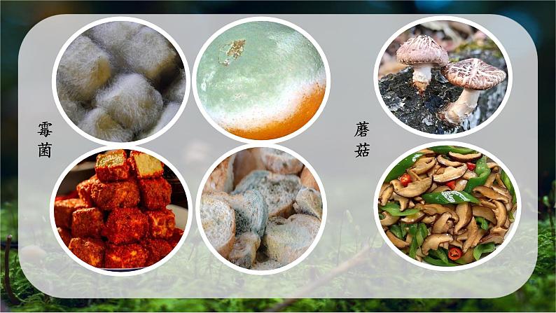 初中 生物 人教版(2024) 七年级上册 第二单元 第三章 第三节 真菌 课件第7页