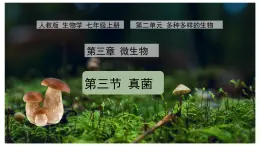 初中  生物  人教版（2024）  七年级上册  第二单元   第三章第三节 真菌 课件