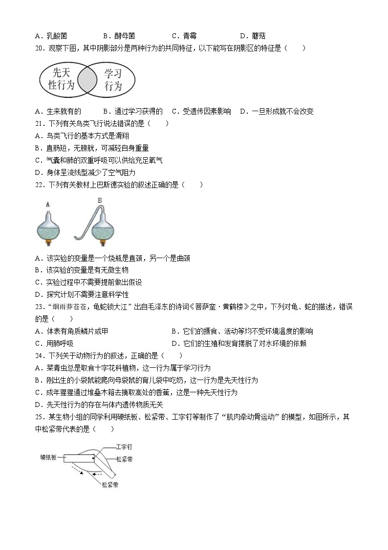 廣西桂林市第一中學(xué)2024-2025學(xué)年八年級上學(xué)期期中生物試題第3頁
