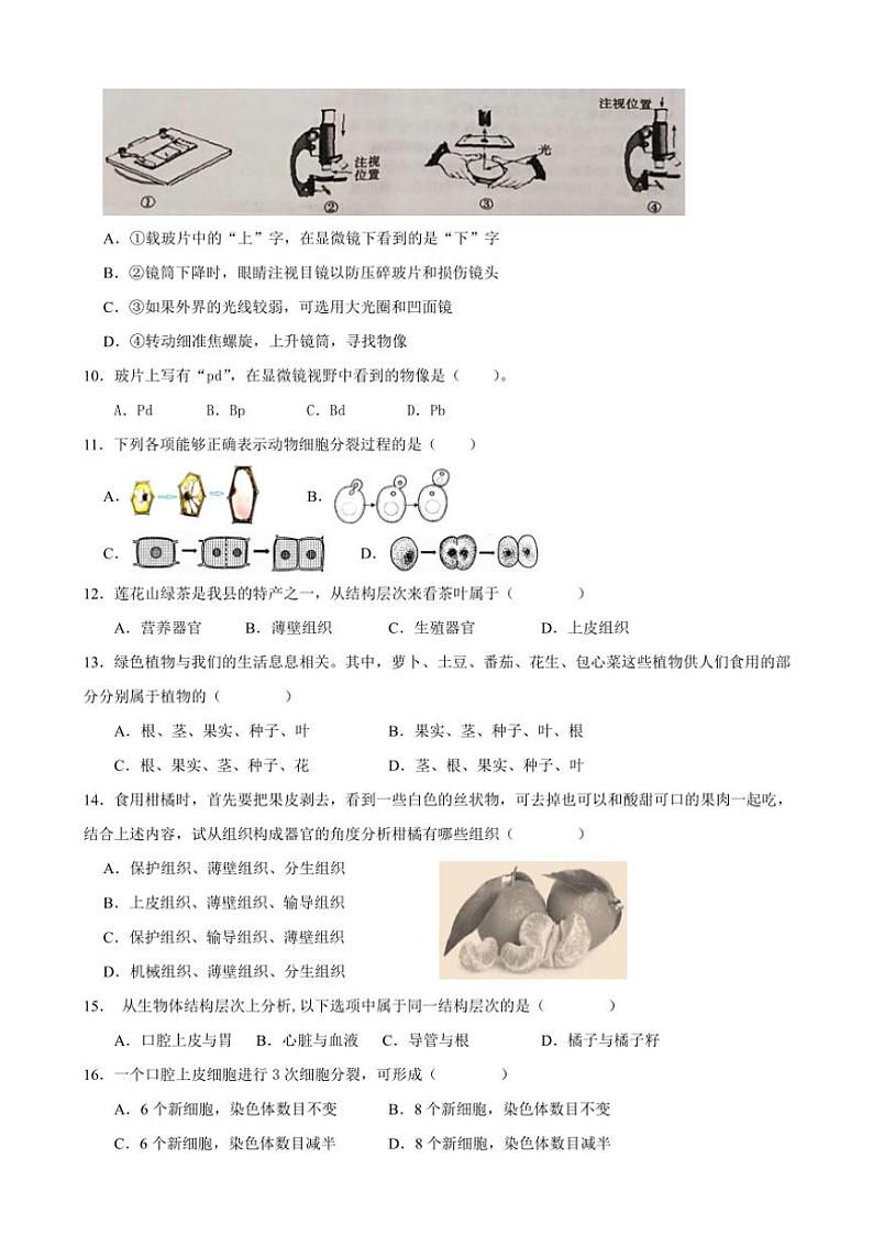 广东省汕尾市海丰县附城中学2024~2025学年七年级(上)期中生物试卷(含答案)02