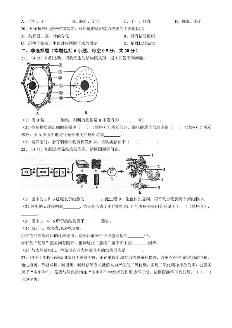 辽宁省丹东市凤城市2024~2025学年七年级(上)期中生物试卷(含答案)03