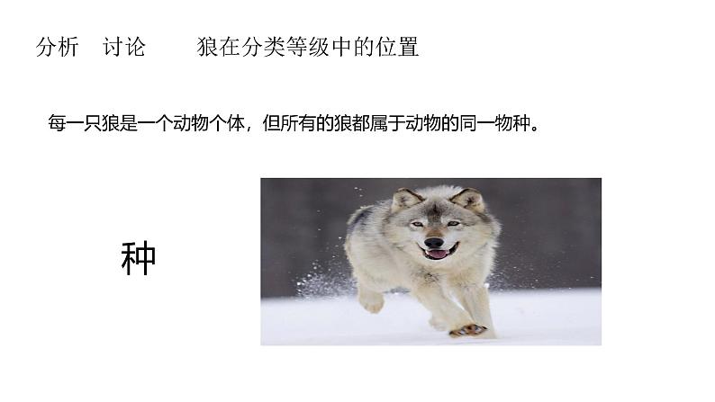 初中 生物 人教版(2024) 七年级上册 第二单元 第四章 第二节 从种到界 课件第6页