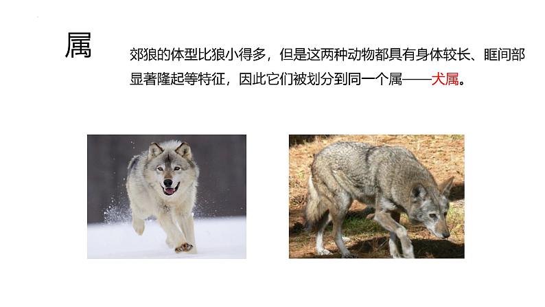 初中 生物 人教版(2024) 七年级上册 第二单元 第四章 第二节 从种到界 课件第7页