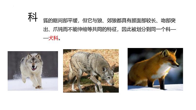 初中 生物 人教版(2024) 七年级上册 第二单元 第四章 第二节 从种到界 课件第8页