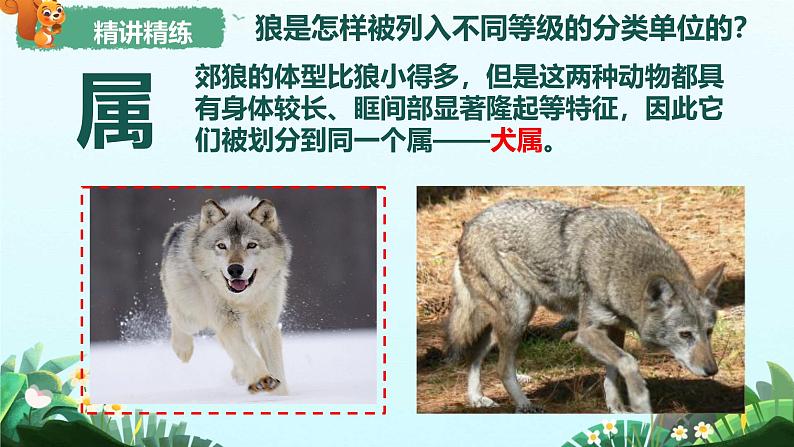 初中 生物 人教版(2024) 七年级上册 第二单元 第四章第二节 从种到界 课件第7页