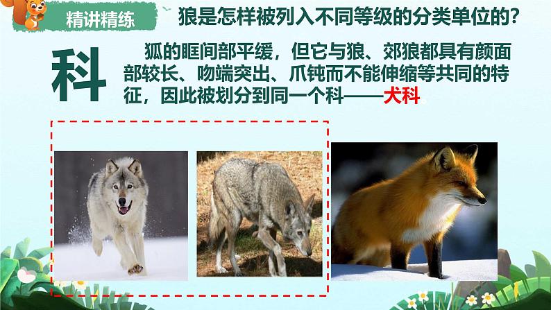 初中 生物 人教版(2024) 七年级上册 第二单元 第四章第二节 从种到界 课件第8页