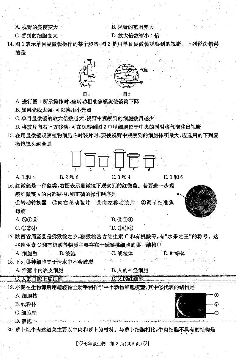 陕西省西安市第九十九中学2024-2025学年七年级上学期10月份考试生物试卷第3页