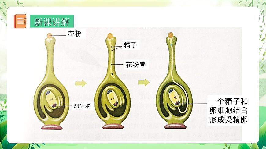 人教版生物八下7.1.1 《植物的生殖》 課件第5頁