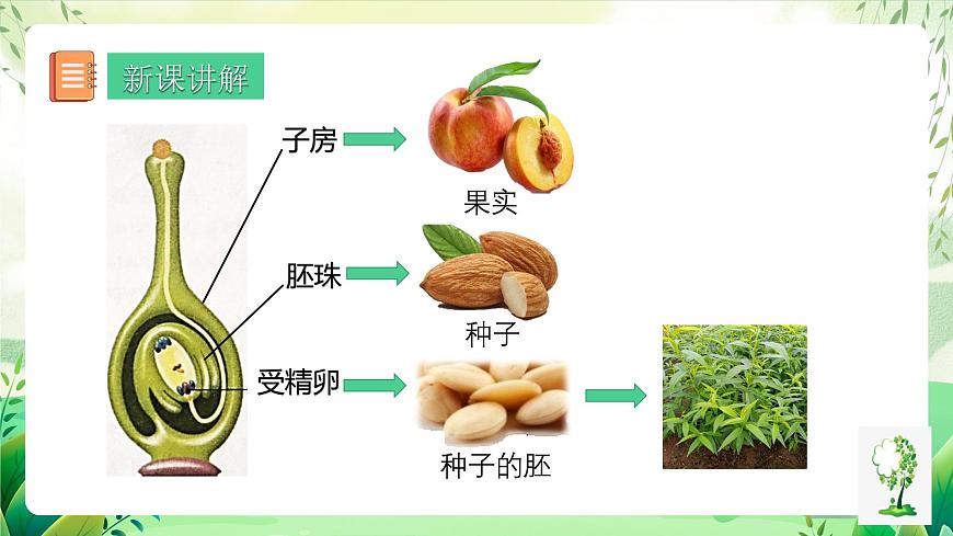 人教版生物八下7.1.1 《植物的生殖》 課件第6頁