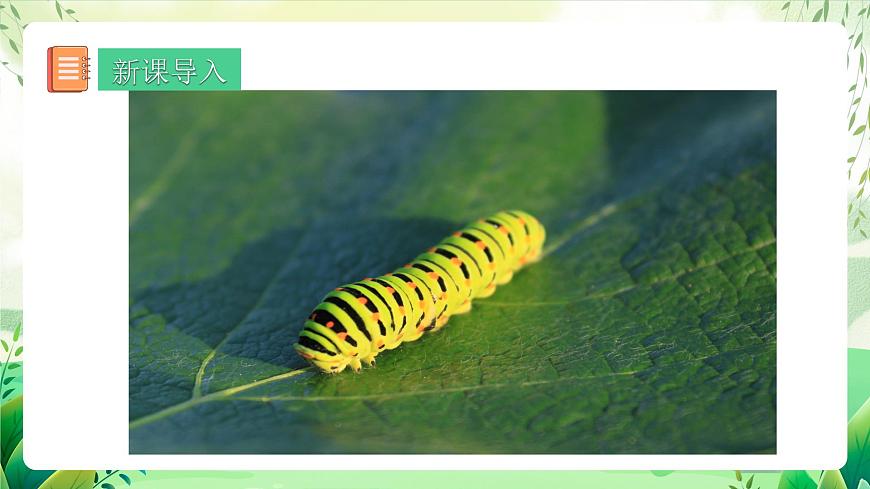 人教版生物八下  7.1.2《 昆蟲的生殖和發(fā)育》 課件第4頁