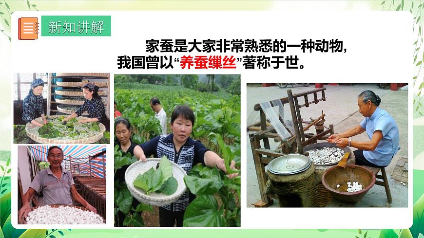 人教版生物八下  7.1.2《 昆蟲的生殖和發(fā)育》 課件第7頁