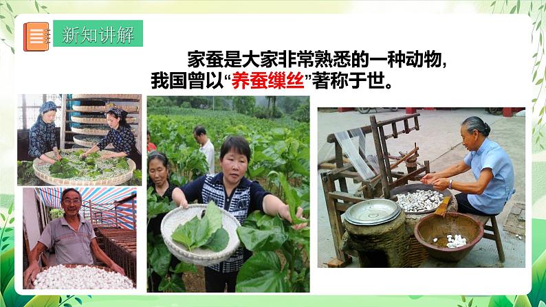 人教版生物八下 7.1.2《 昆虫的生殖和发育》 课件第7页
