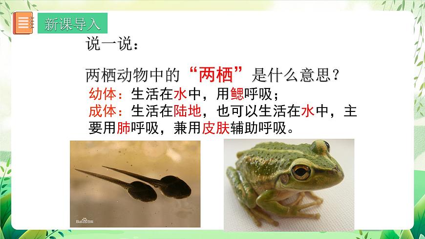 人教版生物八下 7.1.3 《兩棲動物的生殖和發(fā)育》 課件第3頁