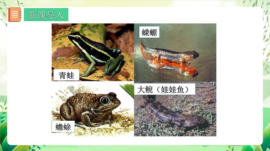 人教版生物八下 7.1.3 《兩棲動物的生殖和發(fā)育》 課件第4頁