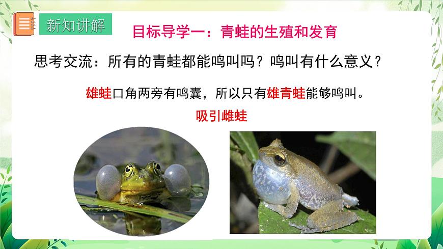 人教版生物八下 7.1.3 《兩棲動物的生殖和發(fā)育》 課件第6頁