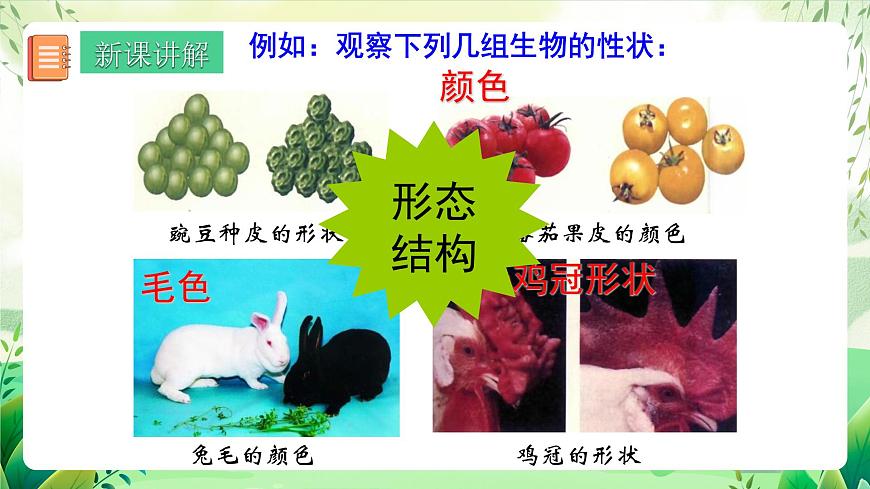 人教版八年級生物下7.2.1《 基因控制生物的性狀》 課件第7頁