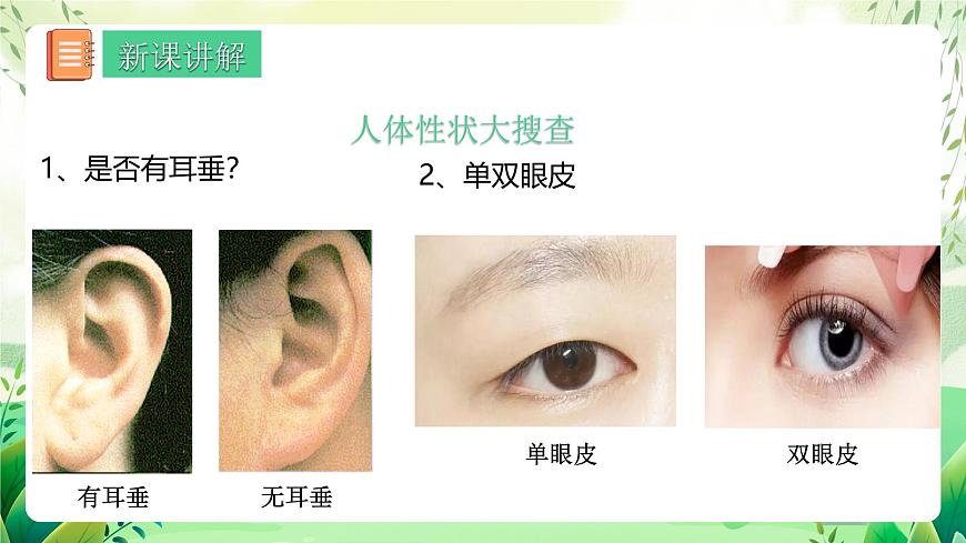 人教版八年級生物下7.2.1《 基因控制生物的性狀》 課件第8頁