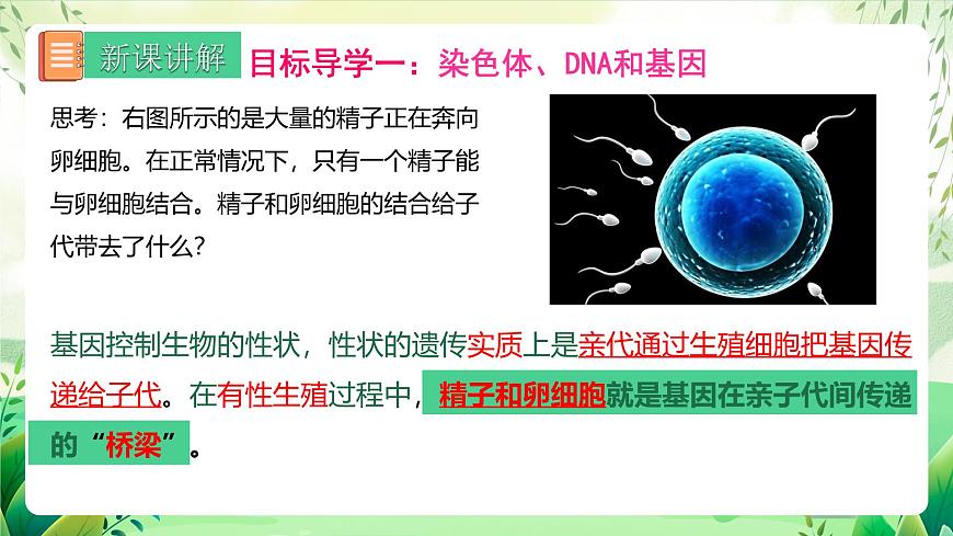 人教版生物 八下 7.2.2 《基因在親子代間的傳遞》 課件第4頁