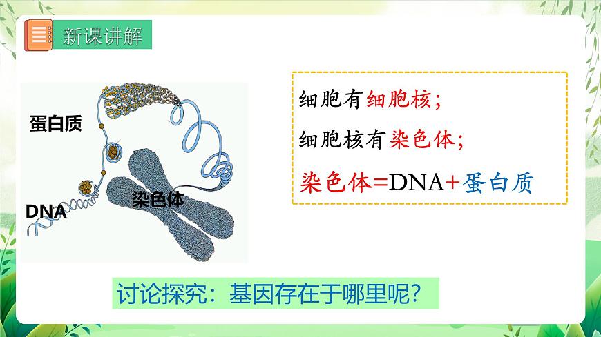 人教版生物 八下 7.2.2 《基因在親子代間的傳遞》 課件第5頁