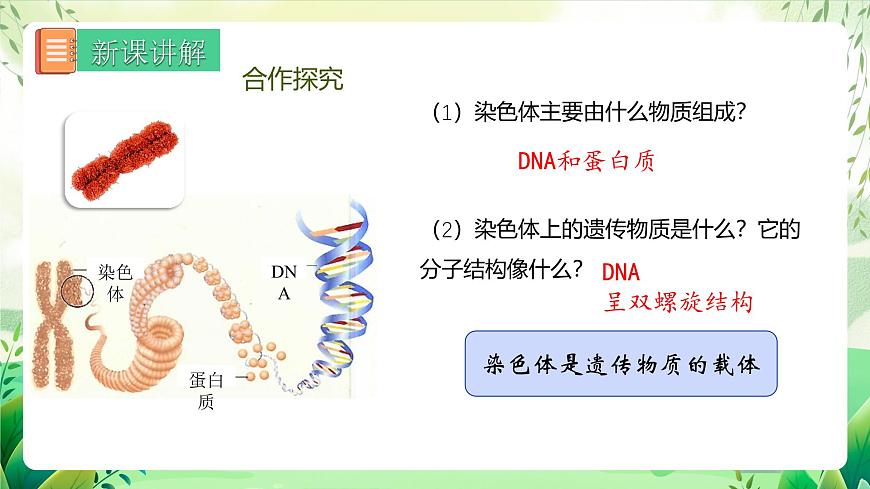 人教版生物 八下 7.2.2 《基因在親子代間的傳遞》 課件第6頁