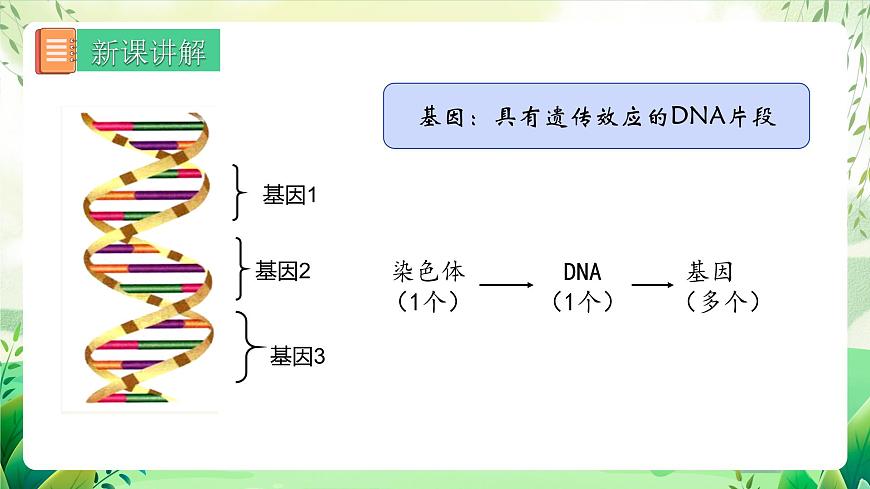 人教版生物 八下 7.2.2 《基因在親子代間的傳遞》 課件第7頁