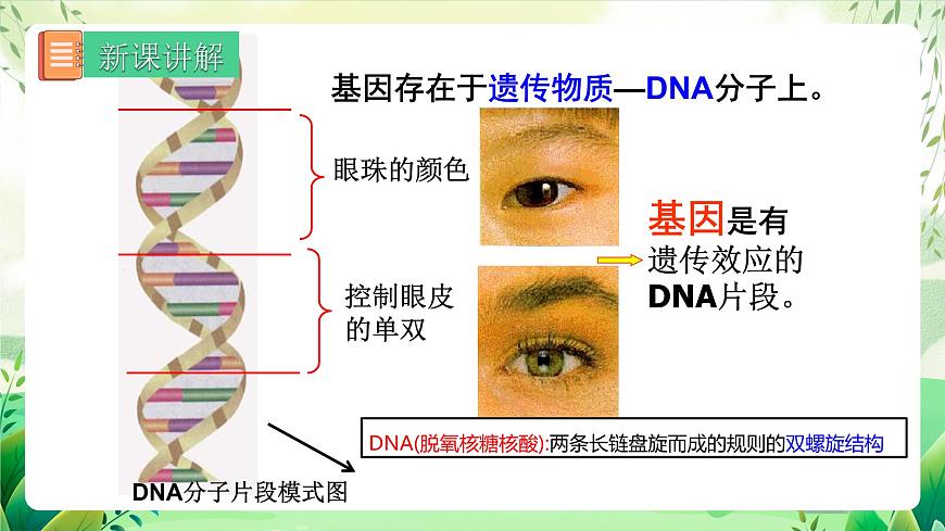 人教版生物 八下 7.2.2 《基因在親子代間的傳遞》 課件第8頁