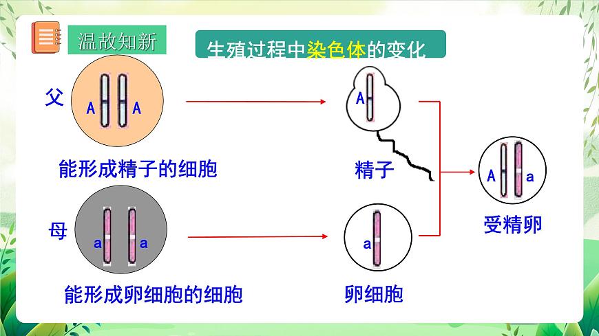 人教版生物八下7.2.3《 基因的顯性和隱性》 課件 第3頁