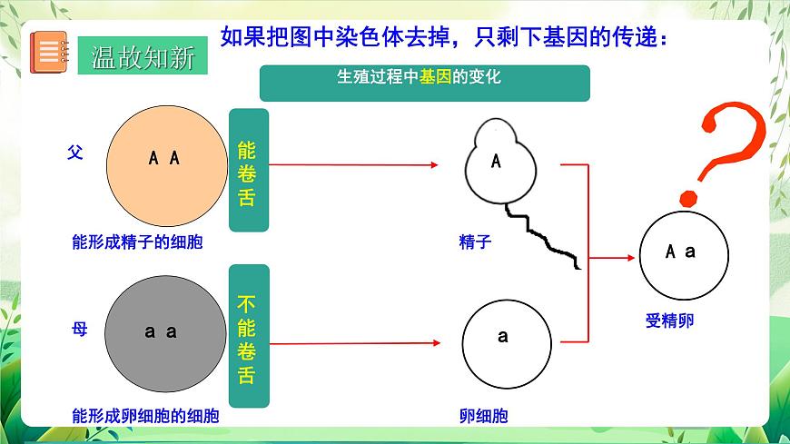 人教版生物八下7.2.3《 基因的顯性和隱性》 課件 第4頁