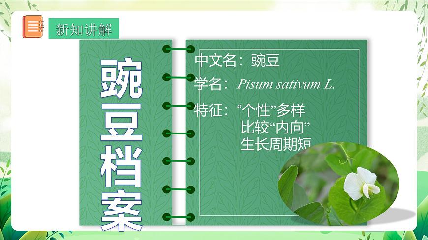 人教版生物八下7.2.3《 基因的顯性和隱性》 課件 第6頁