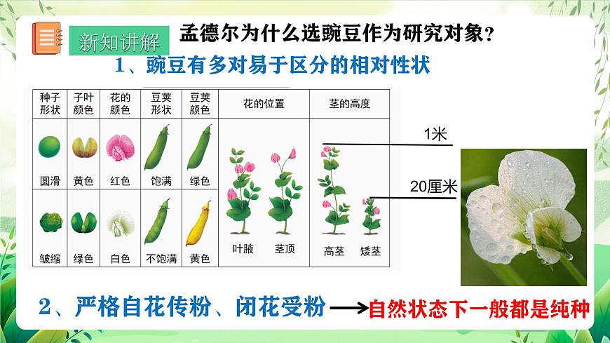 人教版生物八下7.2.3《 基因的顯性和隱性》 課件 第7頁