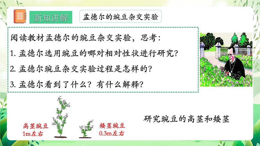 人教版生物八下7.2.3《 基因的顯性和隱性》 課件 第8頁