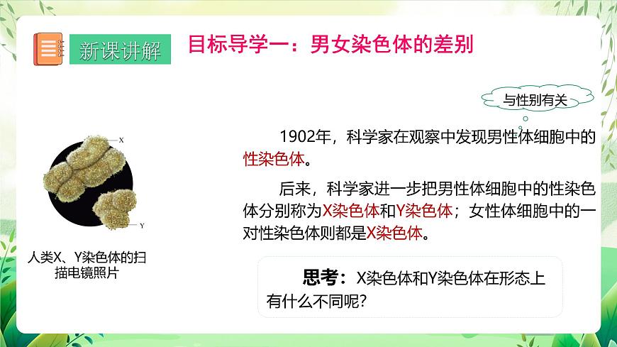 人教版生物 八下 7.2.4 《人的性別遺傳》 課件第4頁