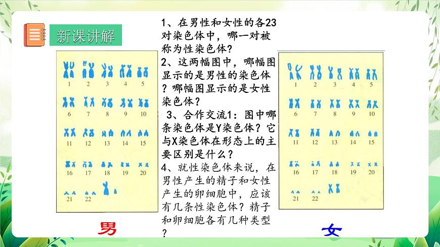 人教版生物 八下 7.2.4 《人的性別遺傳》 課件第5頁