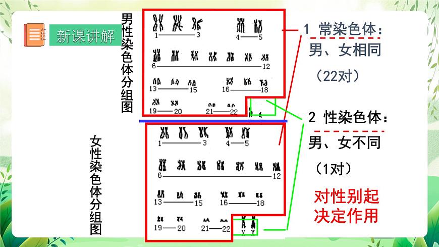 人教版生物 八下 7.2.4 《人的性別遺傳》 課件第6頁