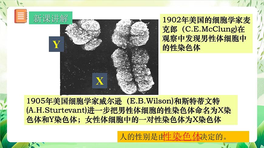 人教版生物 八下 7.2.4 《人的性別遺傳》 課件第7頁
