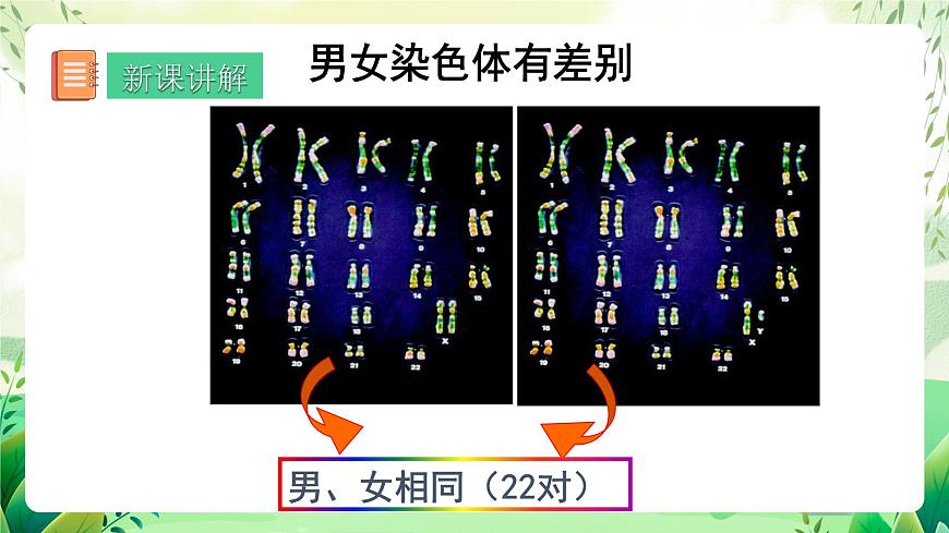 人教版生物 八下 7.2.4 《人的性別遺傳》 課件第8頁