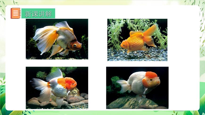 人教版生物 八下 7.2.5 《生物的變異》 課件第6頁