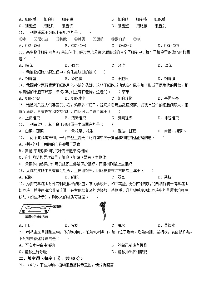 河南省新乡市第一中学2024-2025学年七年级上学期期中生物学试题(无答案)第2页