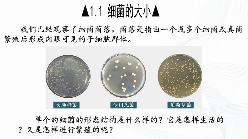 2.3.2 细菌-初中生物七年级上册 同步教学课件(人教版2024)第6页