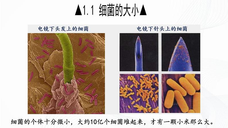 2.3.2 细菌-初中生物七年级上册 同步教学课件(人教版2024)第7页