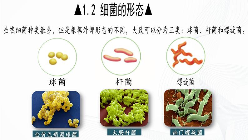 2.3.2 细菌-初中生物七年级上册 同步教学课件(人教版2024)第8页