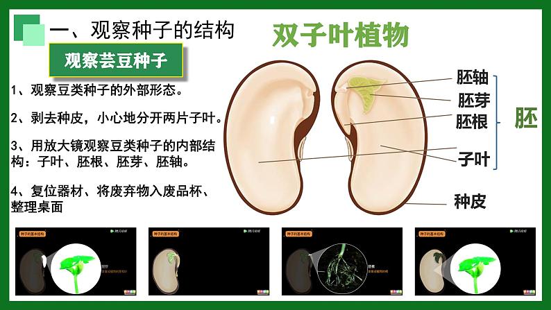 初中 生物 人教版(2024) 七年级上册 第二单元 第一章 植物的类群 第二节 种子植物 课件第8页