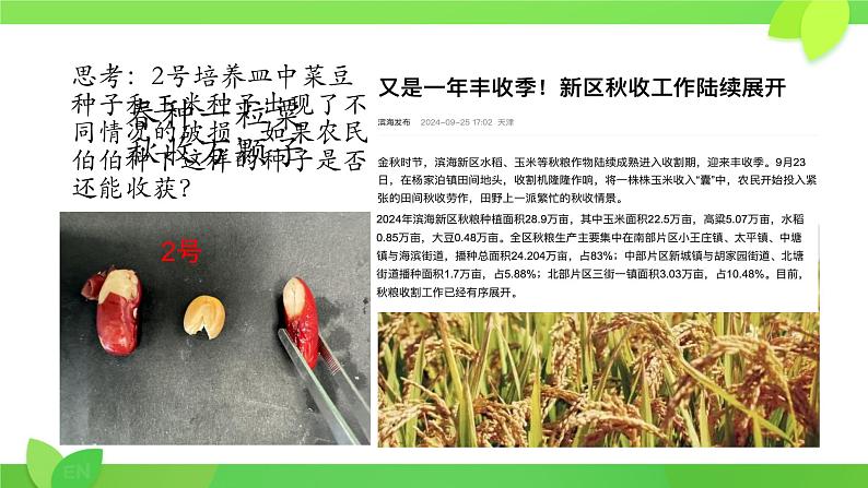 初中 生物 人教版(2024) 七年级上册 第二单元 第一章 植物的类群 第二节 种子植物 课件第2页