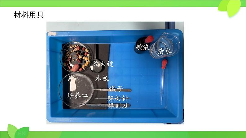 初中 生物 人教版(2024) 七年级上册 第二单元 第一章 植物的类群 第二节 种子植物 课件第4页